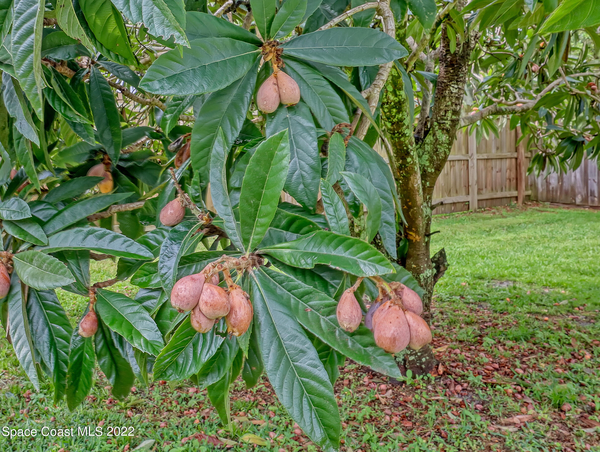7010 Bayfront Road Cocoa, FL 32927 - Photo 30 of 36 FRUIT TREE