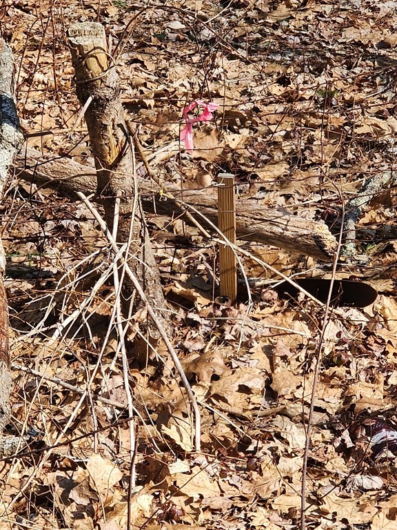 0 Brookfield Road Brimfield, MA 01010 - Photo 4 of 6 a picture of a tree