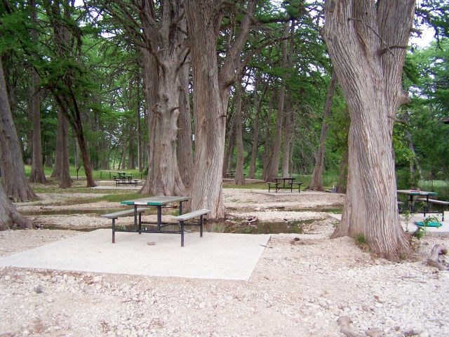 0 Rivertree Road Rio Frio, TX 78879 - Photo 7 of 20 a view of a tree in a yard