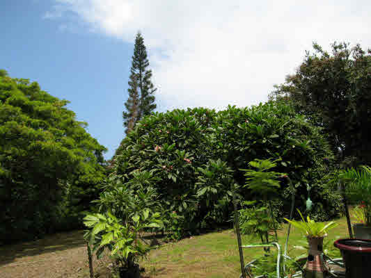 82-6107 Napoopoo Road Captain Cook, HI 96704 - Photo 18 of 20 Gallery Image 18