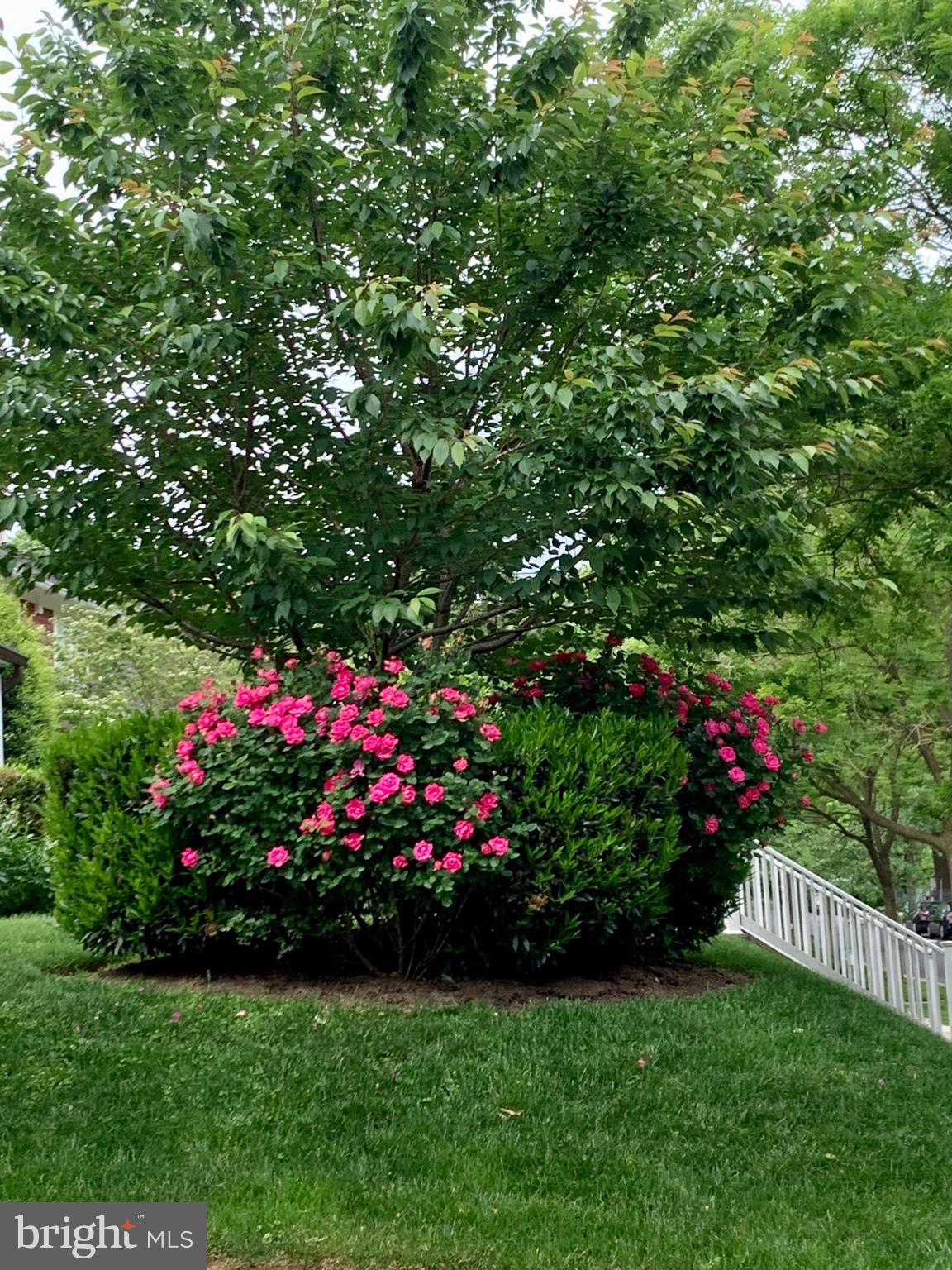 4400 Elm Street Chevy Chase, MD 20815 - Photo 61 of 61