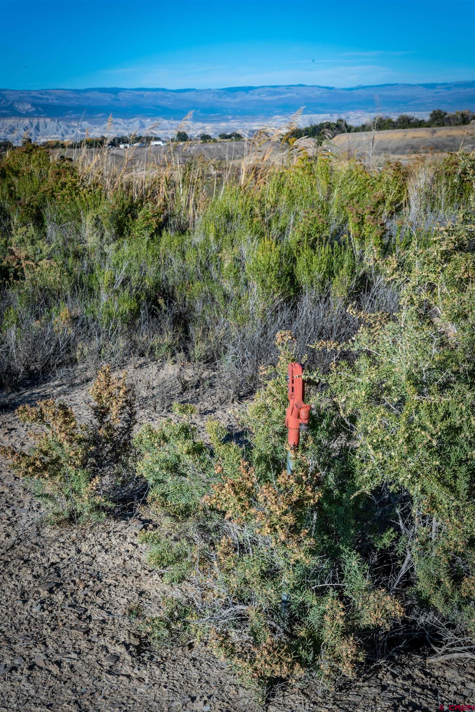 3945 Sundown Road Delta, CO 81416 - Photo 4 of 30 a plant view of a forest