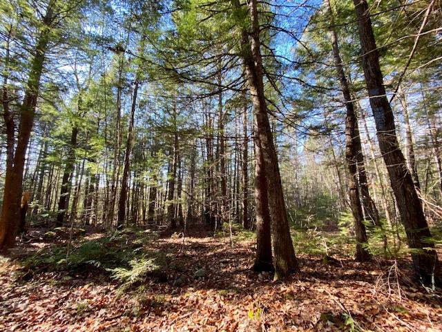 0 Hobbs Swamp Road Parsonsfield, ME 04047 - Photo 7 of 8 IMG_0725