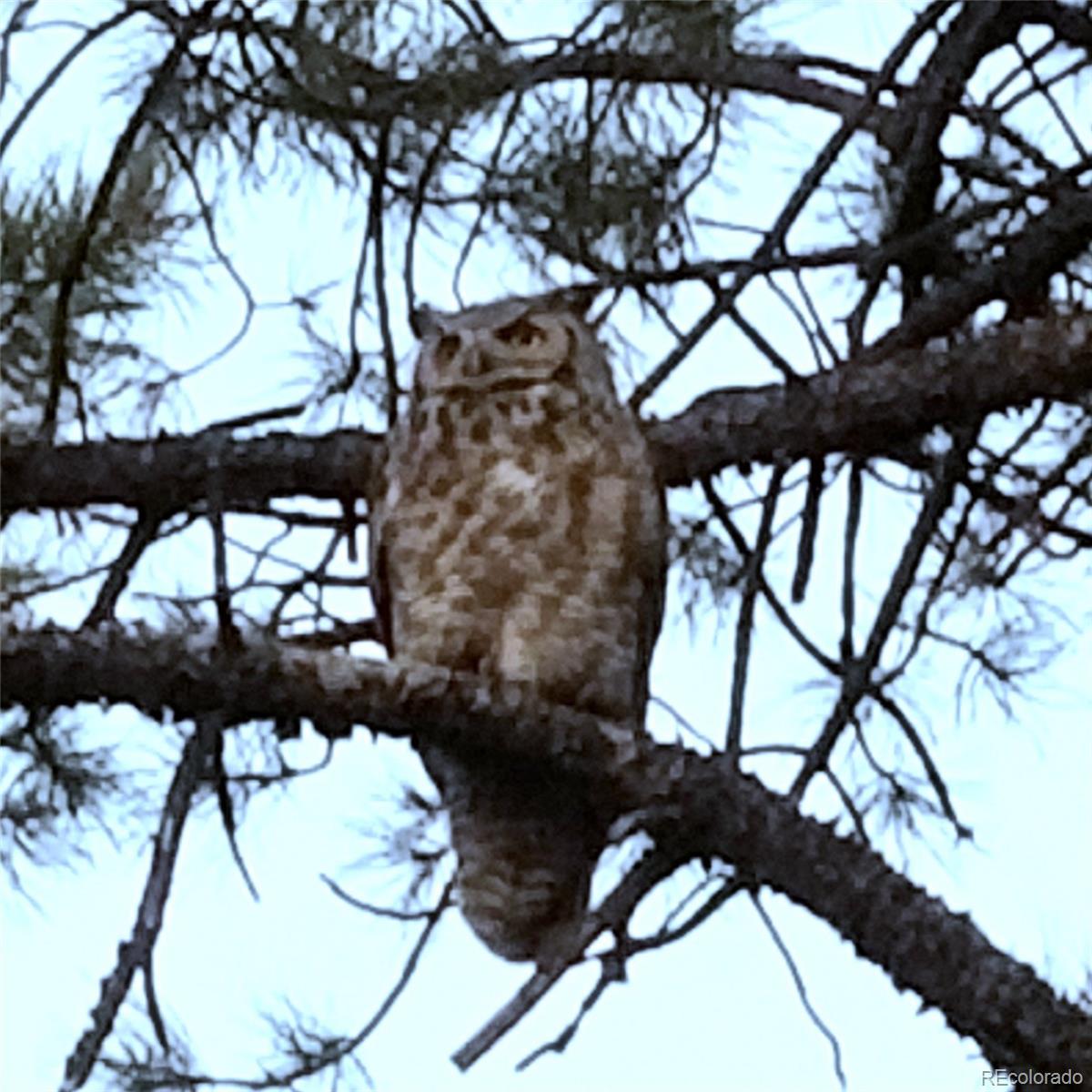 7076 Inspiration Drive Parker, CO 80138 - Photo 47 of 50 a view of tree in front of a house