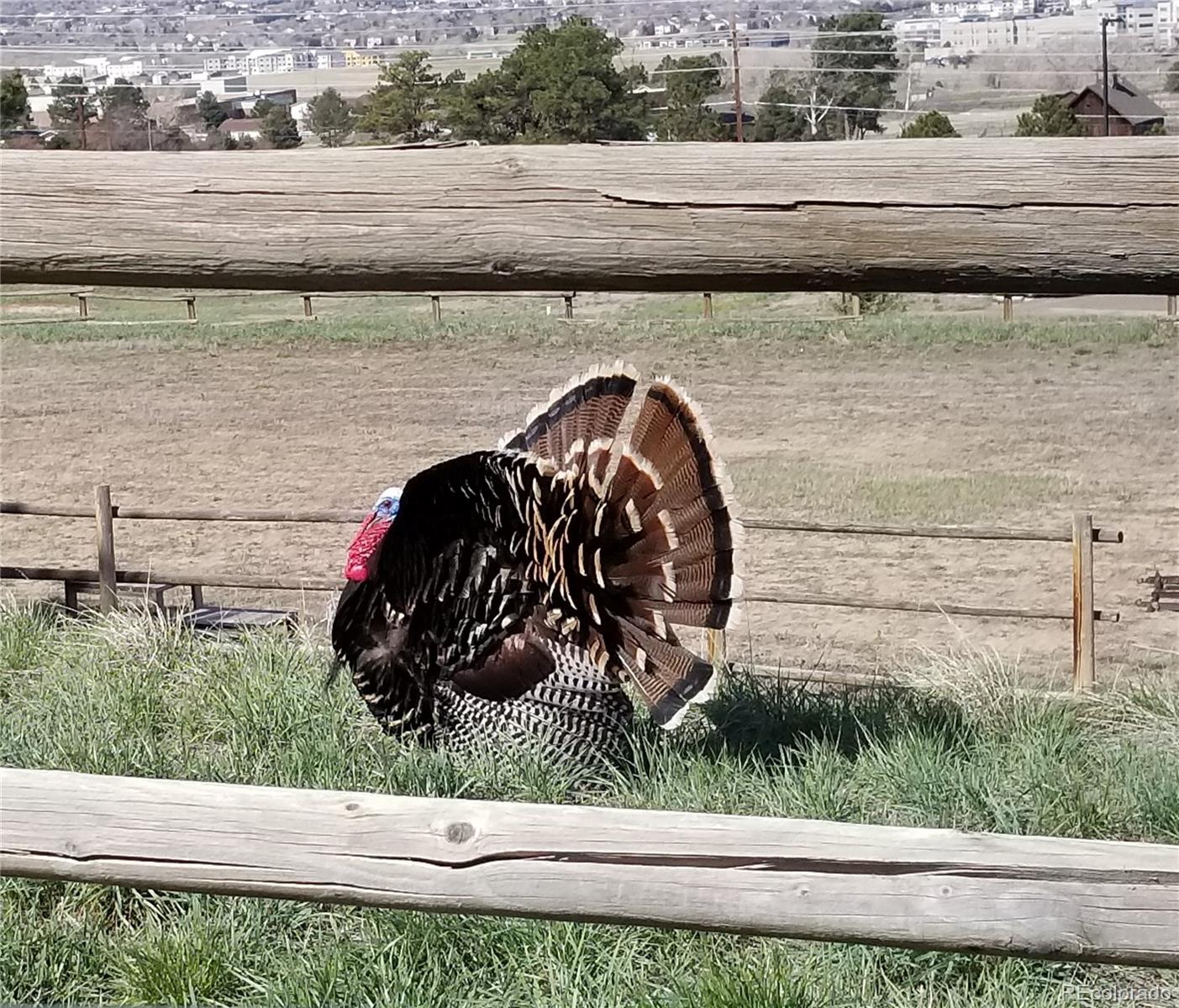 7076 Inspiration Drive Parker, CO 80138 - Photo 48 of 50 a view of a lake from a yard