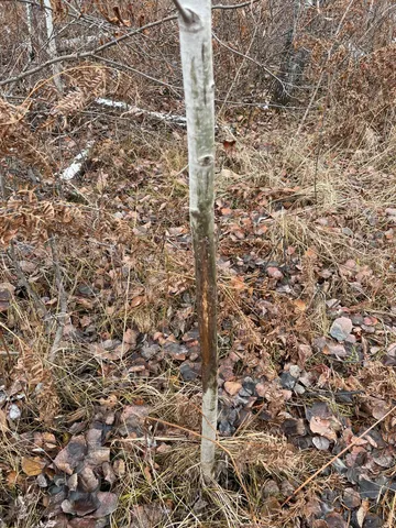 $249,999 | 12031 Highway 64, Nevis, MN 56467