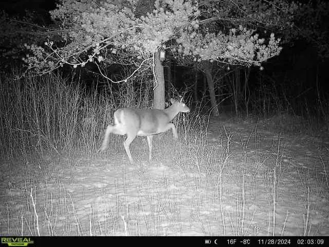 $249,999 | 12031 Highway 64, Nevis, MN 56467