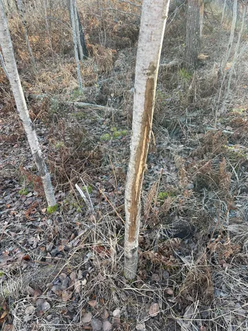 $249,999 | 12031 Highway 64, Nevis, MN 56467