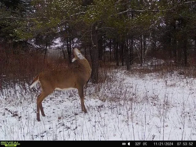 $249,999 | 12031 Highway 64, Nevis, MN 56467