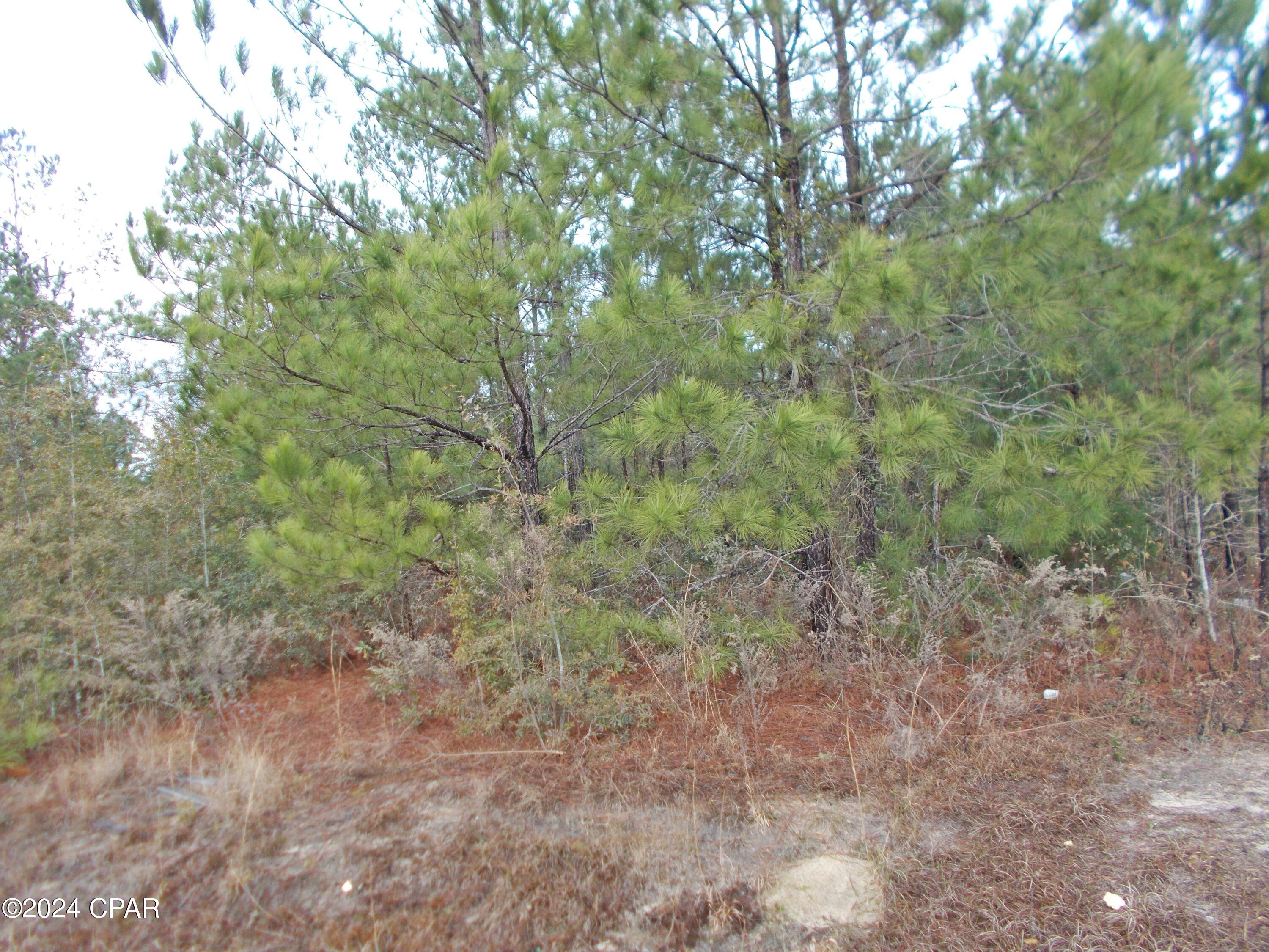 2429 Bridge Creek Road Marianna, FL 32448 - Photo 5 of 7