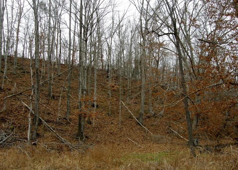 235 Slippery Road Hohenwald, TN 38462 - Photo 7 of 13 a view of a yard