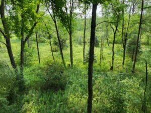 100 West Adams Road Farwell, MI 48622 - Photo 43 of 48