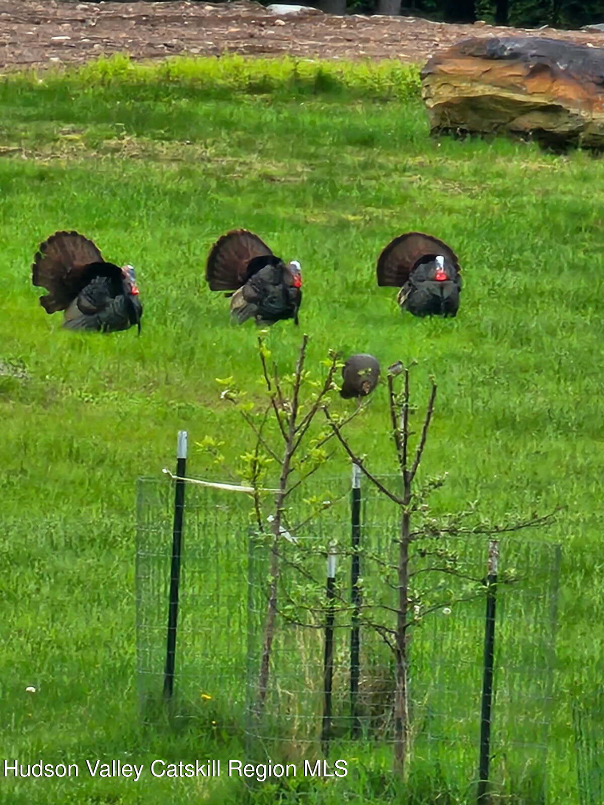 89 Zinno Road Ashland, NY 12496 - Photo 35 of 40 Turkey