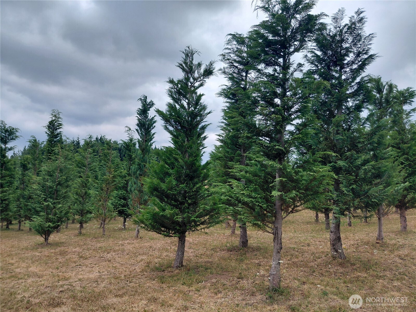 927 Cinebar Road Cinebar, WA 98533 - Photo 27 of 31 a view of a yard with plants and trees