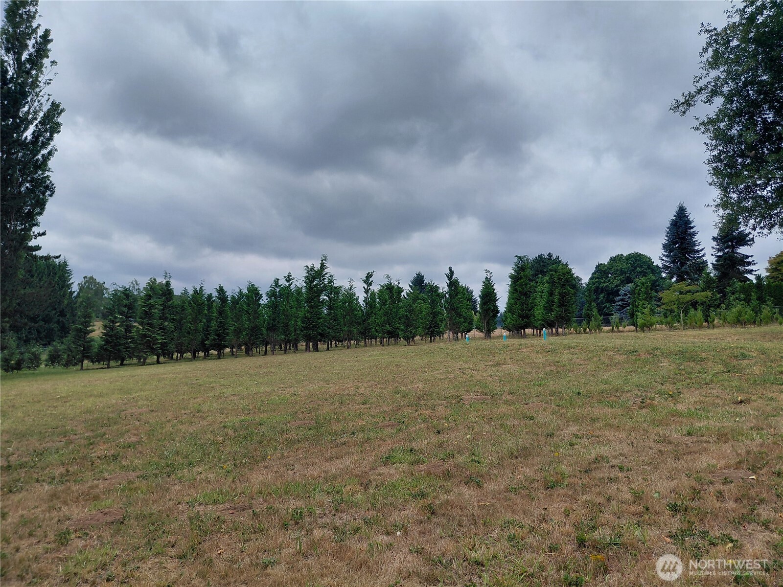 927 Cinebar Road Cinebar, WA 98533 - Photo 28 of 31 a view of a field with trees in background