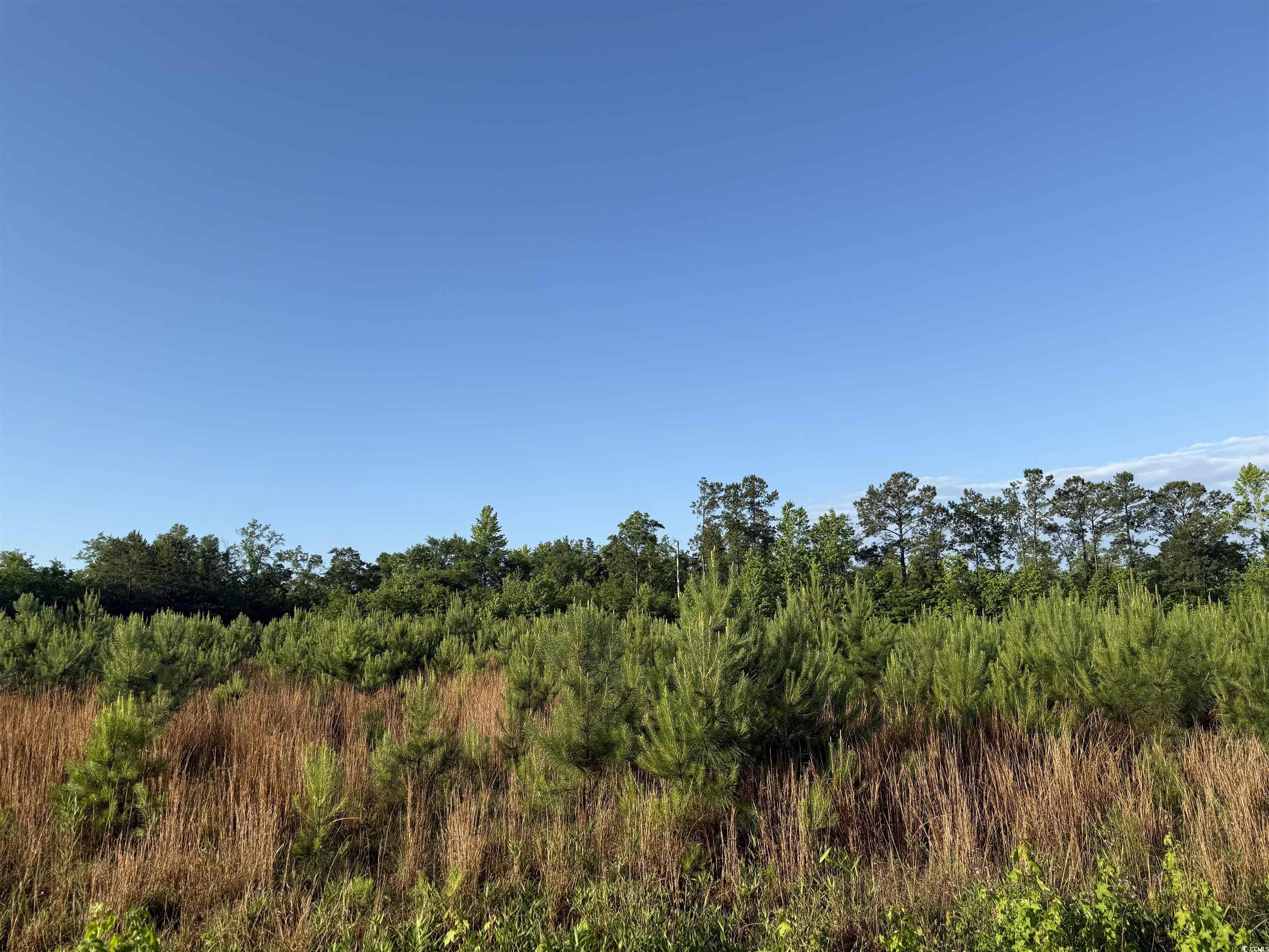 7-acres-tbd Old Pee Dee Road Hemingway, SC 29554 - Photo 1 of 9