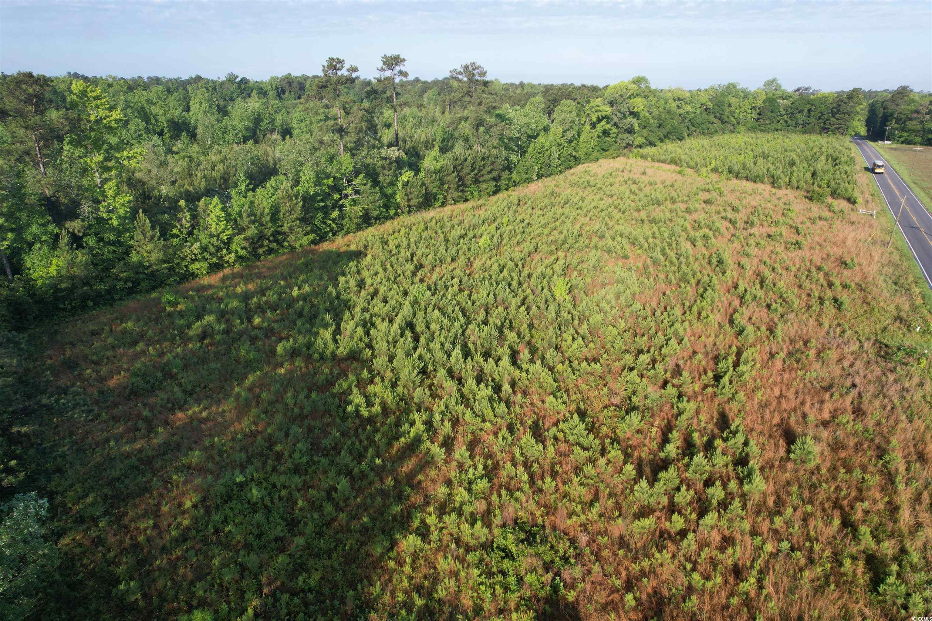 7-acres-tbd Old Pee Dee Road Hemingway, SC 29554 - Photo 4 of 9