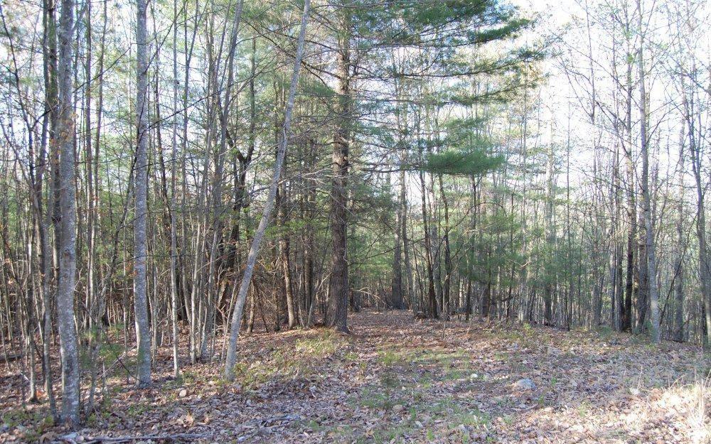 0 Fishers View Road Shawsville, VA 24162 - Photo 8 of 16 a view of forest