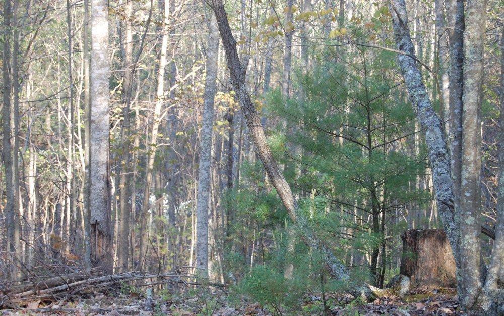 0 Fishers View Road Shawsville, VA 24162 - Photo 9 of 16