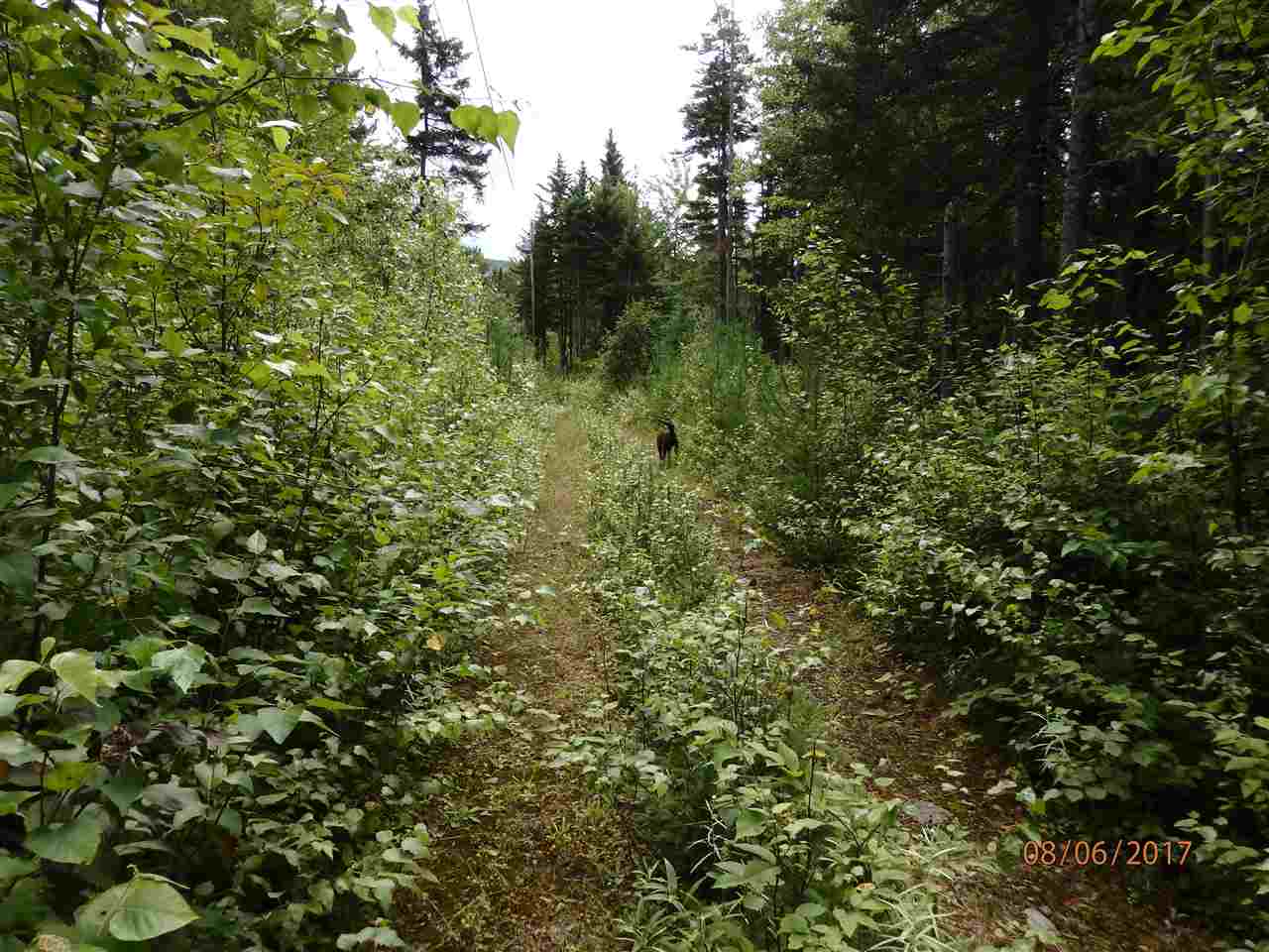 58 Bungy Road Columbia, NH 03576 - Photo 2 of 7