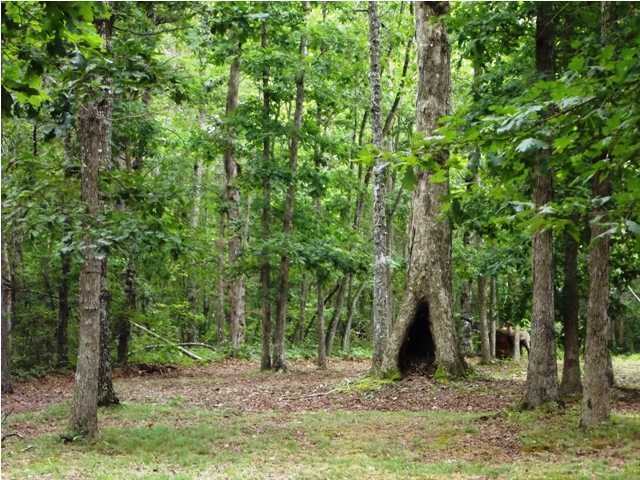 520 Black Mountain Road Dunlap, TN 37327 - Photo 2 of 23 Additional Photo