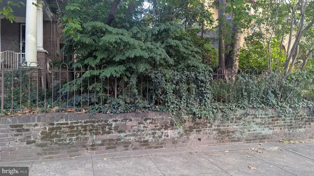 a view of a yard with plants and large trees