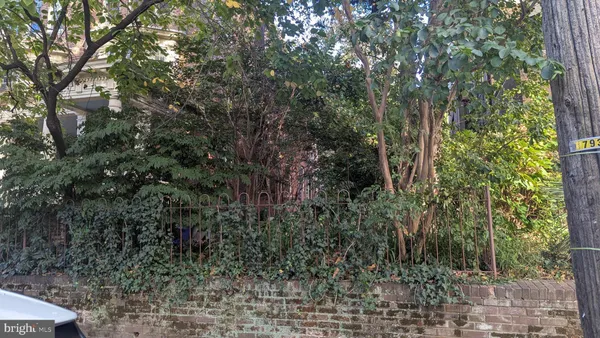 a view of a forest with a tree