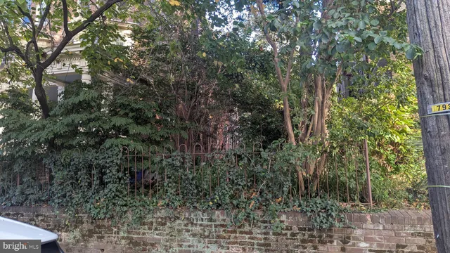 a view of a forest with a tree