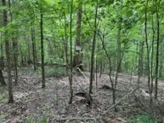 0 Stanton Road Seymour, TN 37865 - Photo 10 of 35 Gallery Image 10