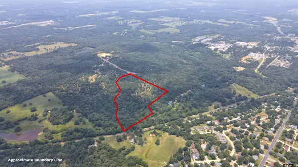a view of a forest with a tree