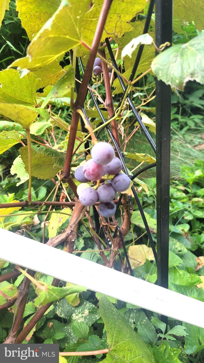 1815 Manchester Road Westminster, MD 21157 - Photo 41 of 45 Vibrant grapes nestled in greenery.