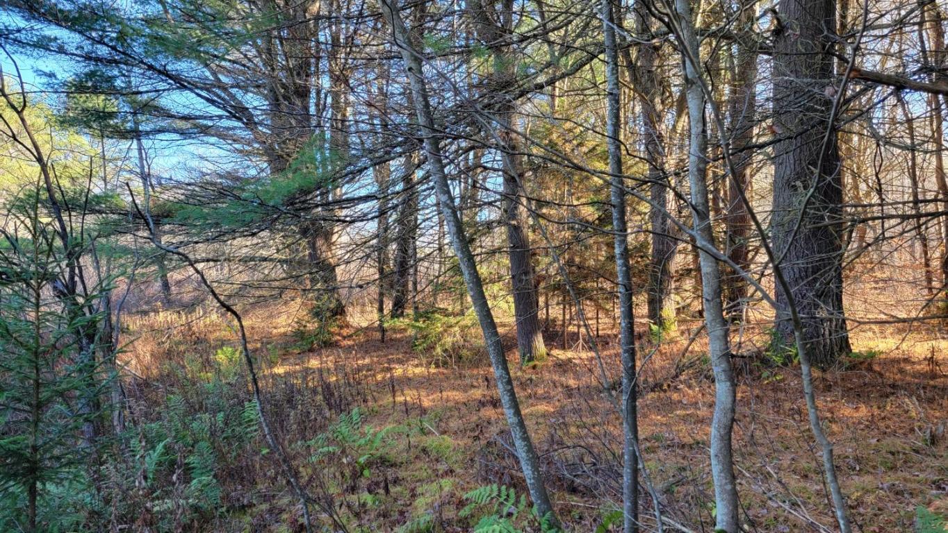 0 Tedle Brook Road Jefferson, NY 12093 - Photo 14 of 54