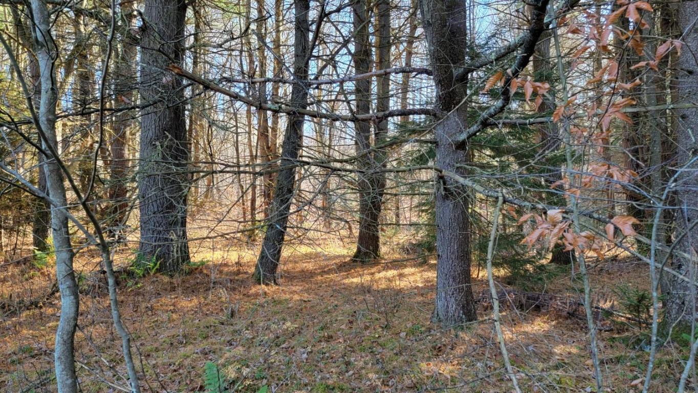 0 Tedle Brook Road Jefferson, NY 12093 - Photo 15 of 54