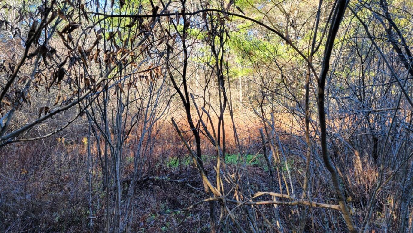 0 Tedle Brook Road Jefferson, NY 12093 - Photo 17 of 54