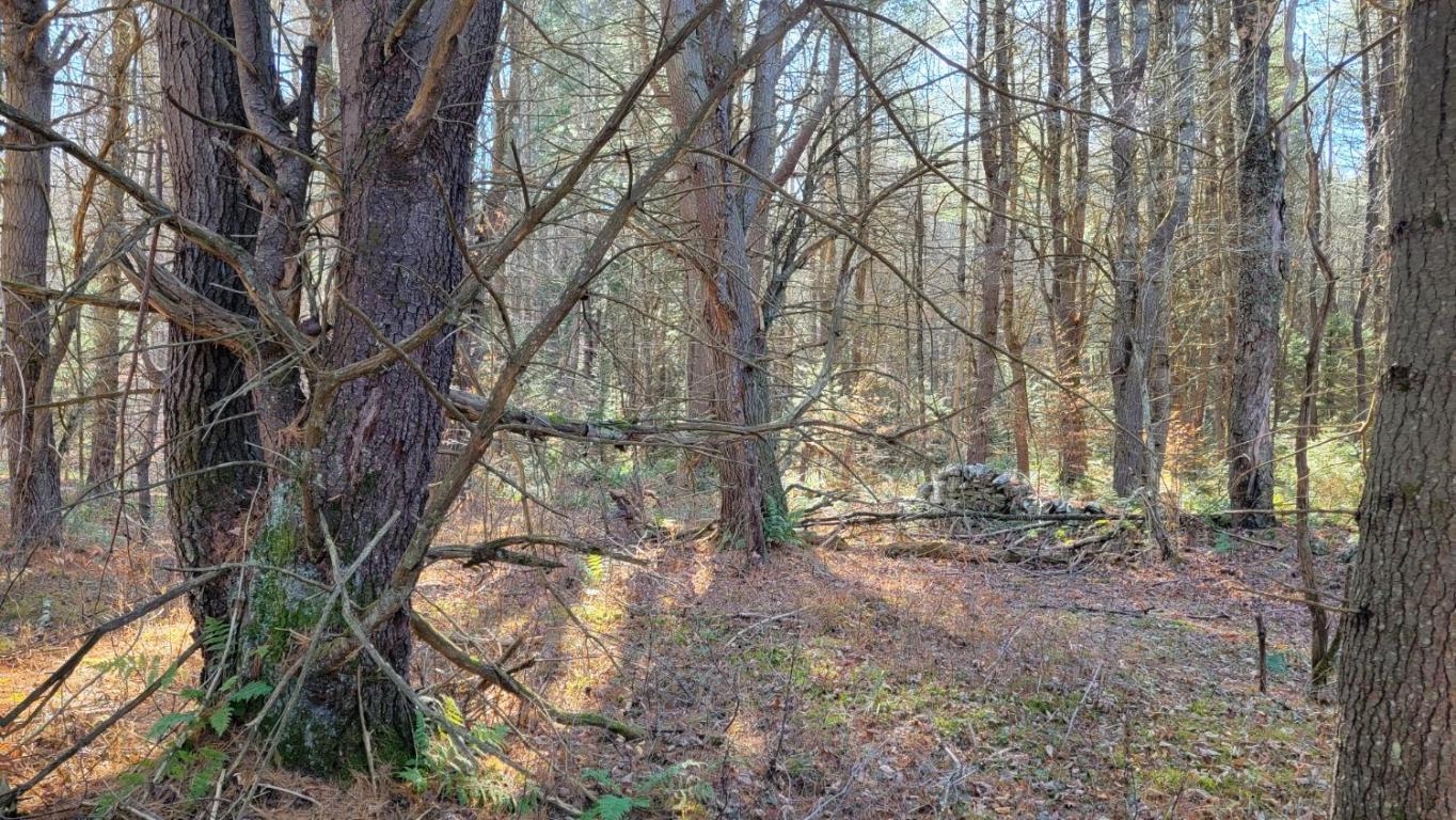 0 Tedle Brook Road Jefferson, NY 12093 - Photo 19 of 54