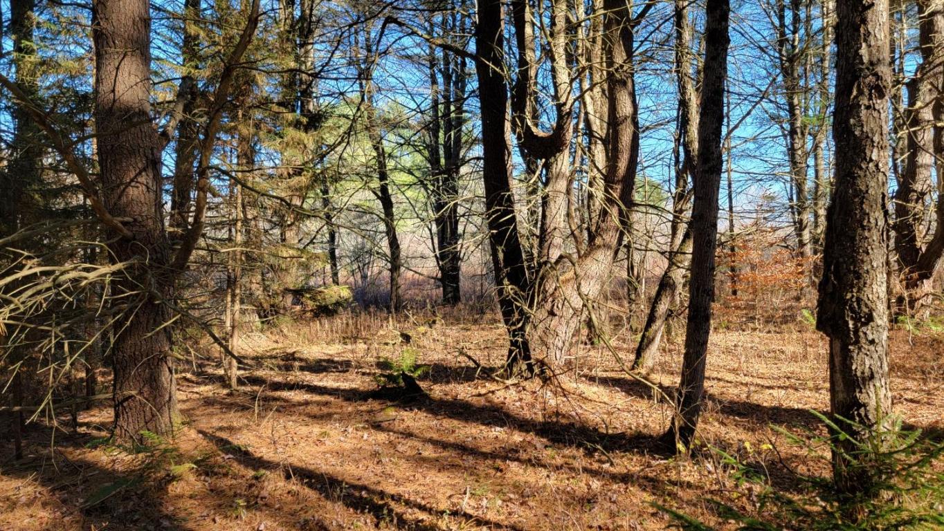 0 Tedle Brook Road Jefferson, NY 12093 - Photo 20 of 54