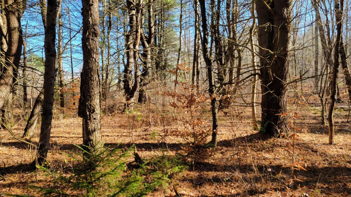 0 Tedle Brook Road Jefferson, NY 12093 - Photo 21 of 54