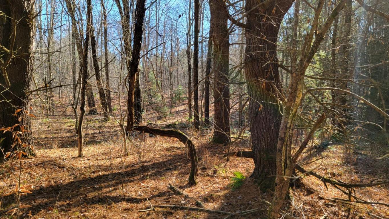 0 Tedle Brook Road Jefferson, NY 12093 - Photo 22 of 54