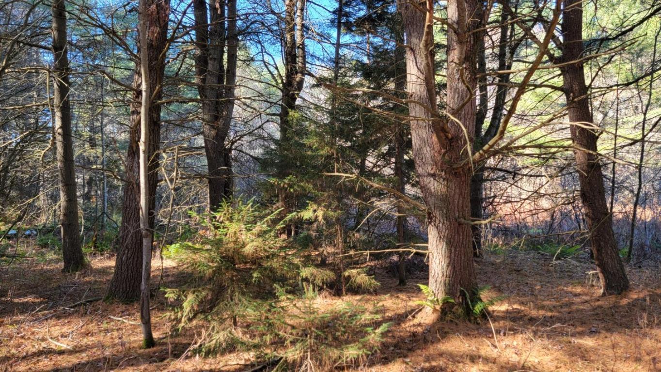 0 Tedle Brook Road Jefferson, NY 12093 - Photo 24 of 54