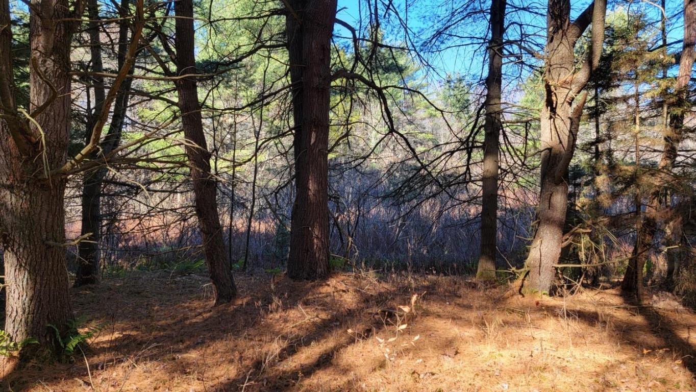 0 Tedle Brook Road Jefferson, NY 12093 - Photo 25 of 54