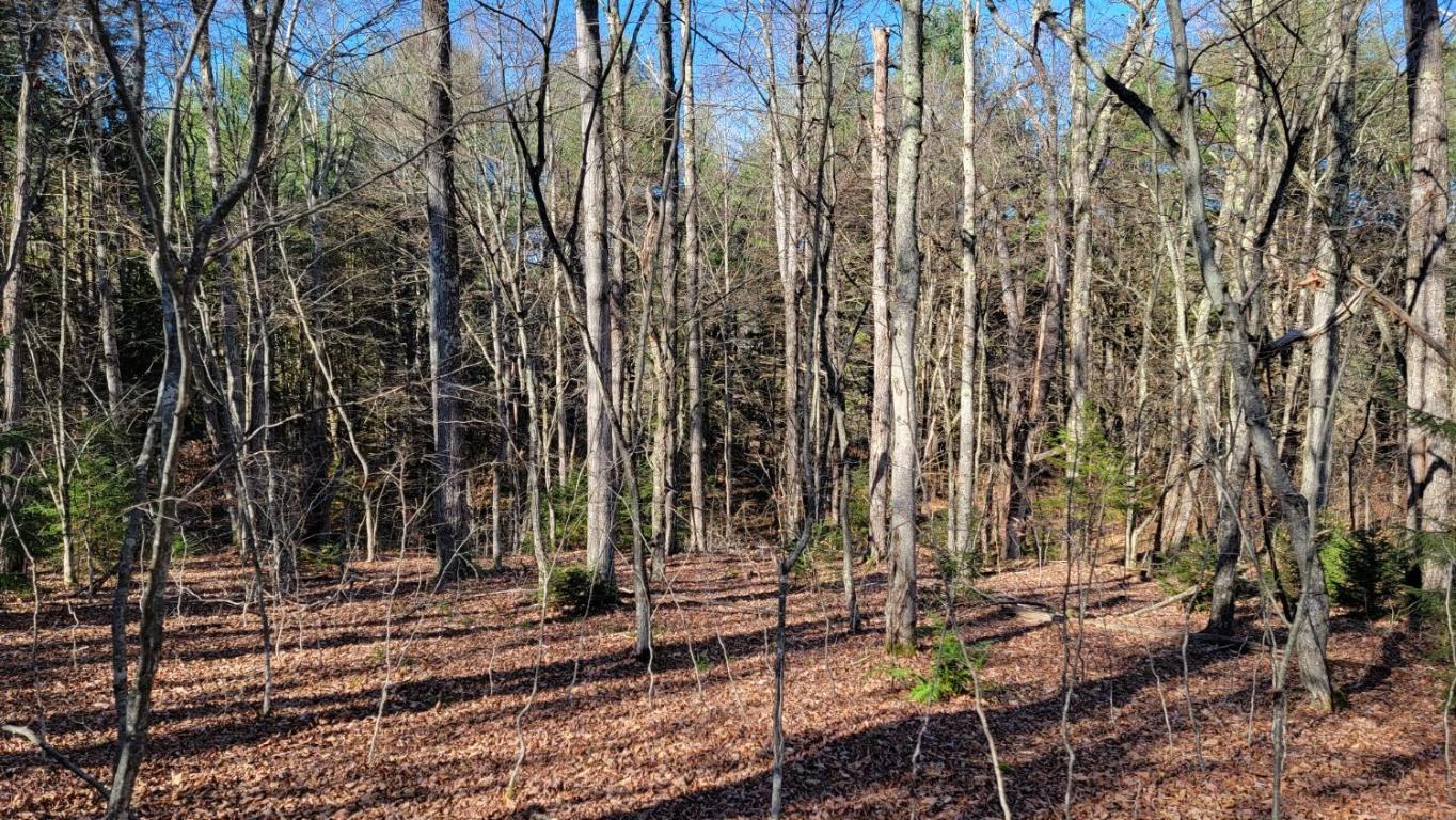 0 Tedle Brook Road Jefferson, NY 12093 - Photo 30 of 54