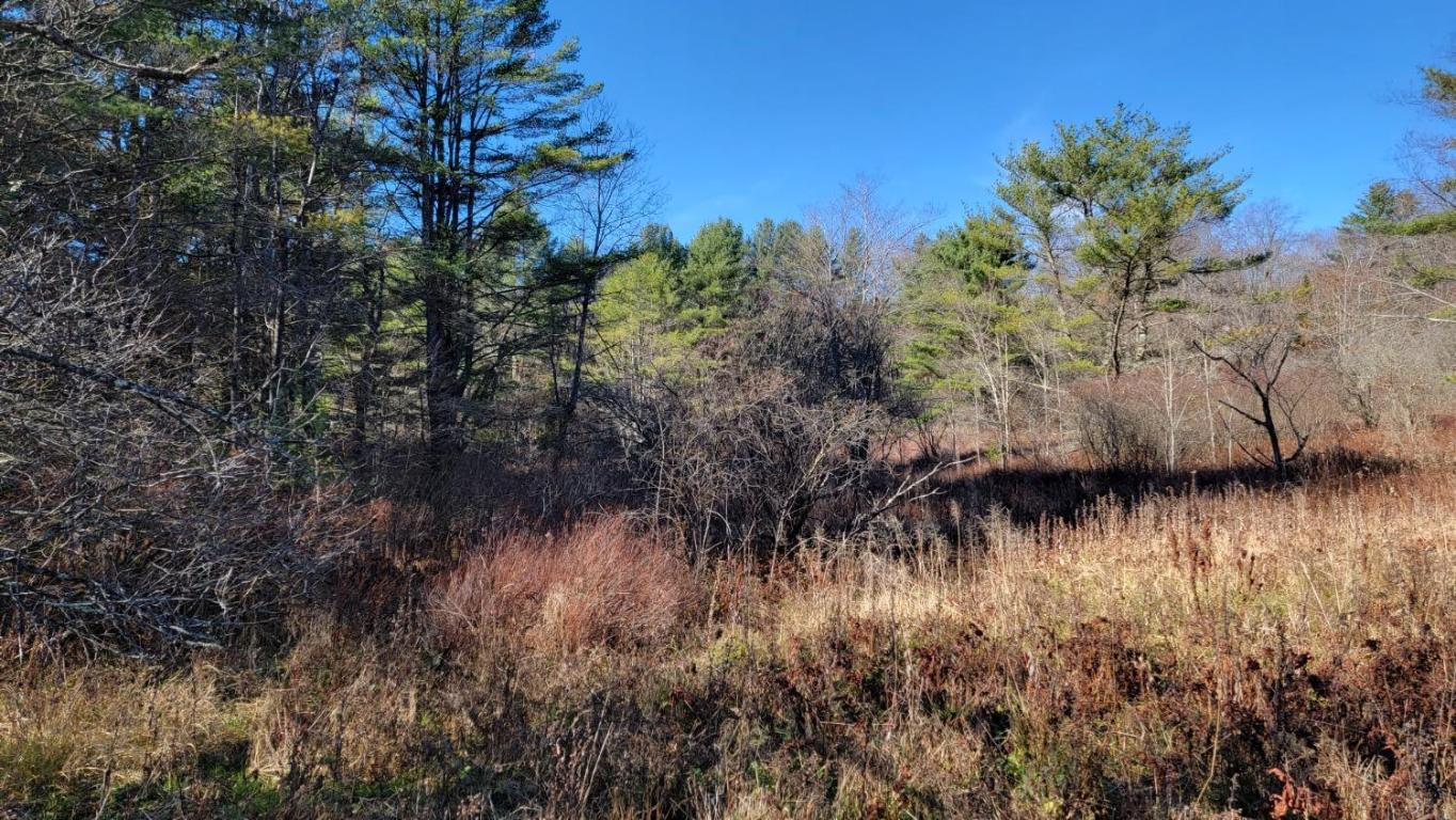 0 Tedle Brook Road Jefferson, NY 12093 - Photo 32 of 54