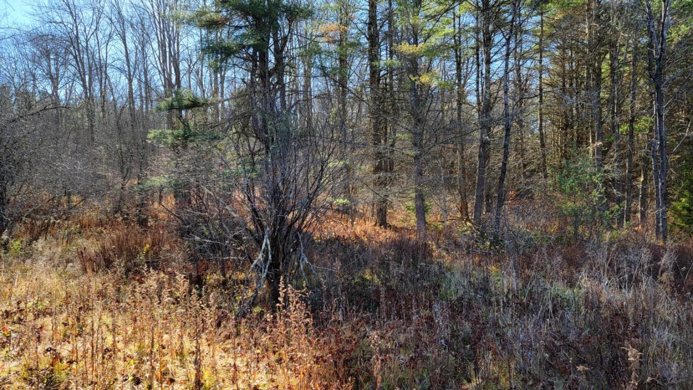 0 Tedle Brook Road Jefferson, NY 12093 - Photo 37 of 54