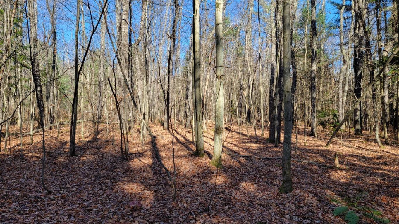 0 Tedle Brook Road Jefferson, NY 12093 - Photo 4 of 54