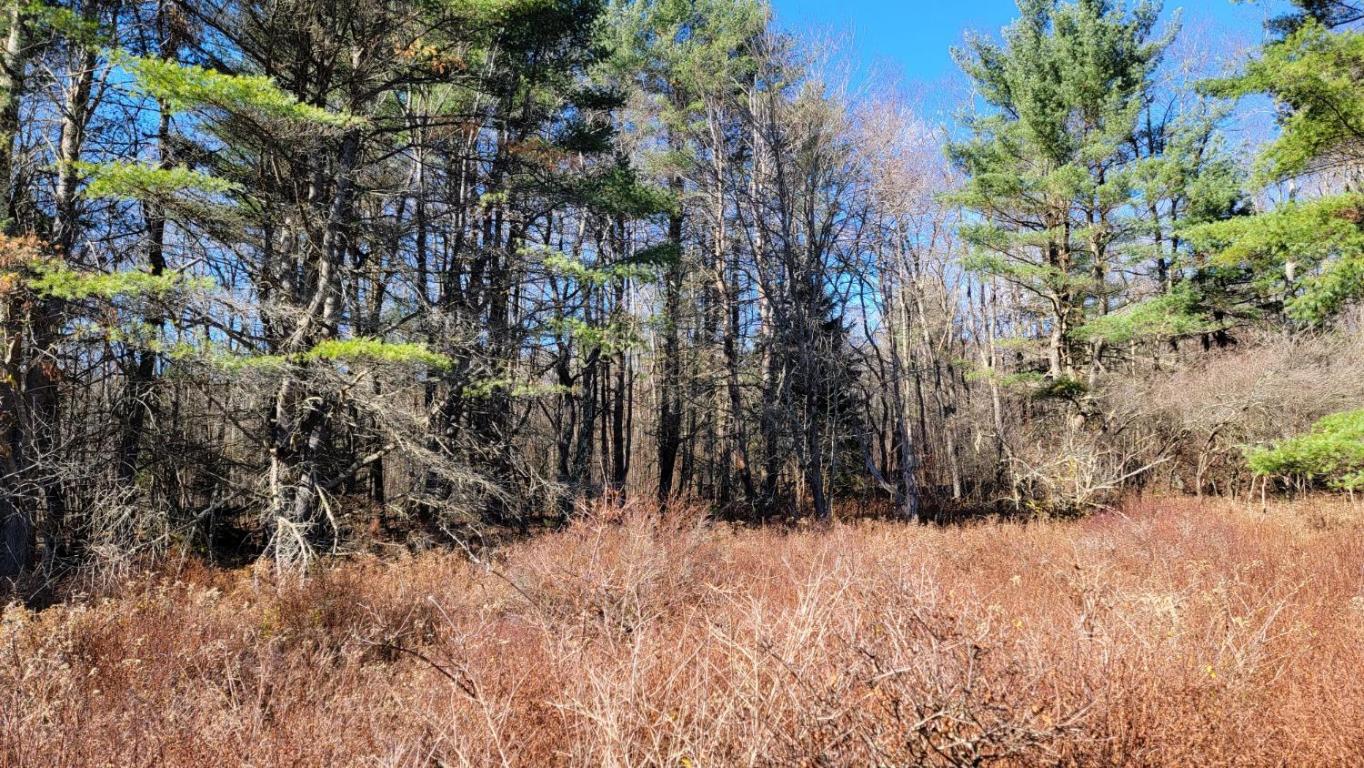 0 Tedle Brook Road Jefferson, NY 12093 - Photo 41 of 54