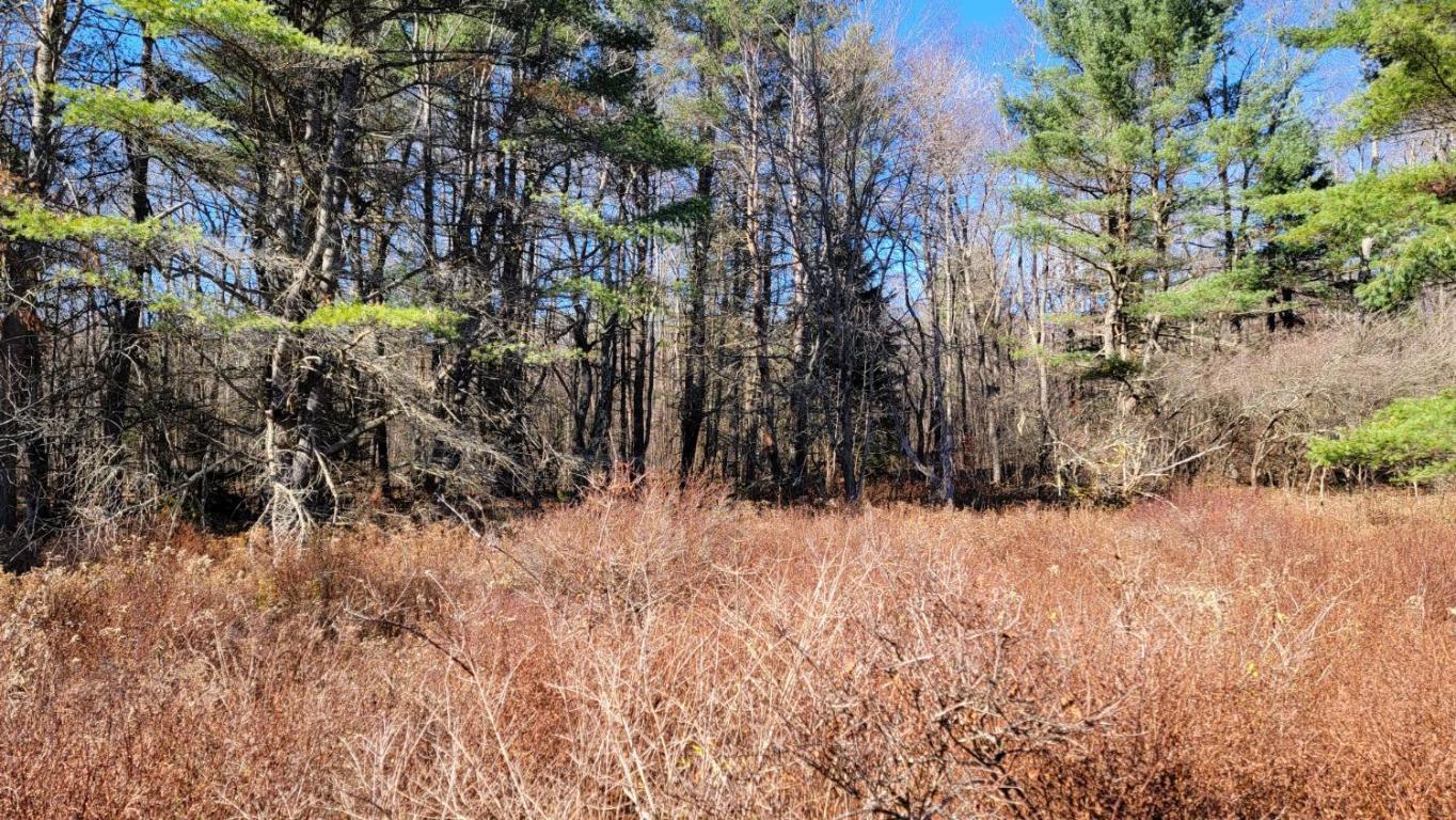 0 Tedle Brook Road Jefferson, NY 12093 - Photo 42 of 54