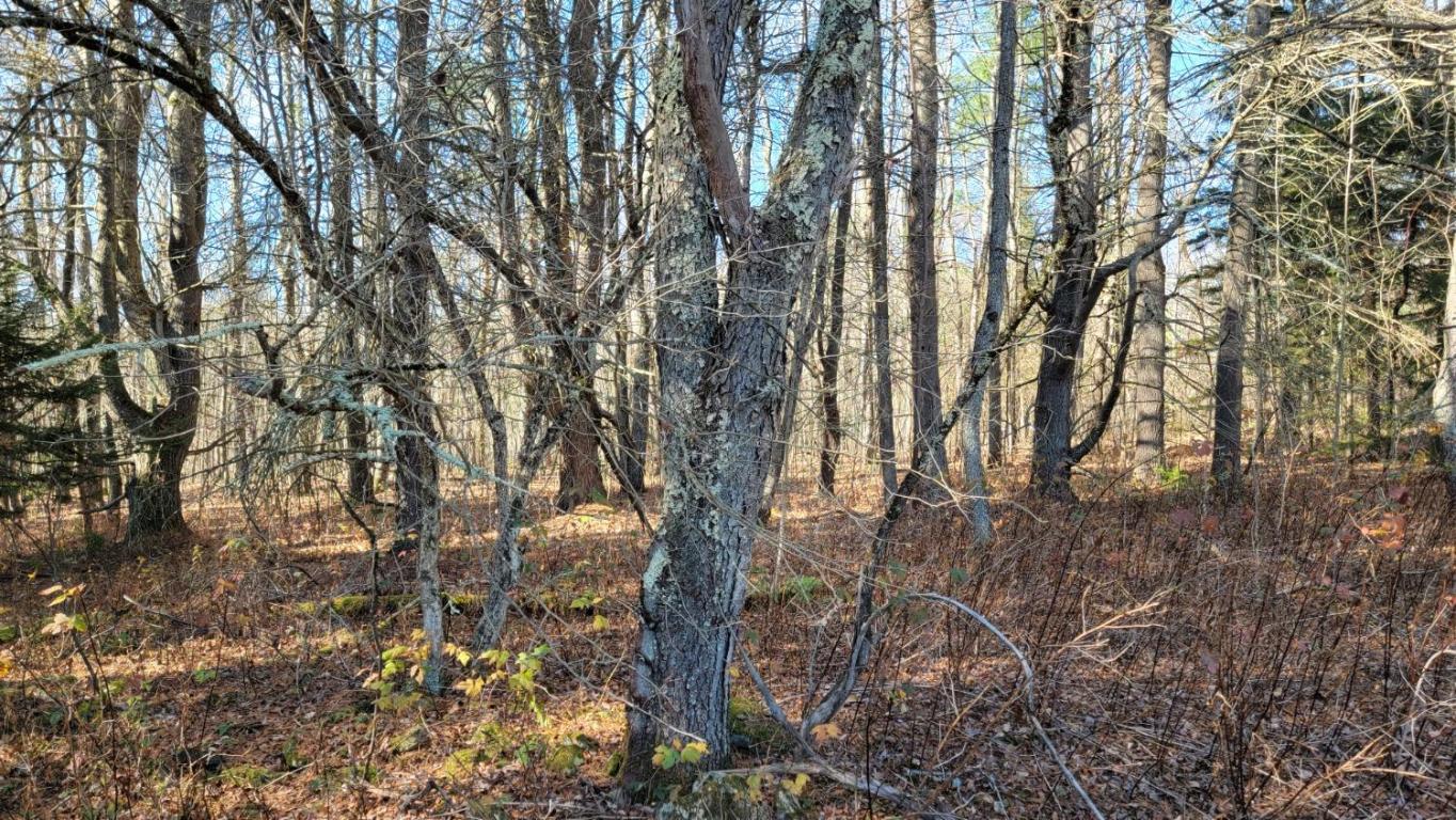 0 Tedle Brook Road Jefferson, NY 12093 - Photo 43 of 54