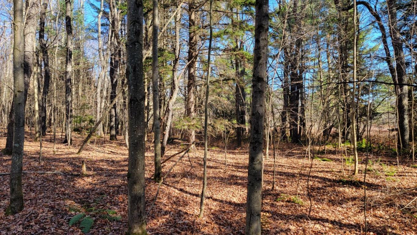 0 Tedle Brook Road Jefferson, NY 12093 - Photo 5 of 54