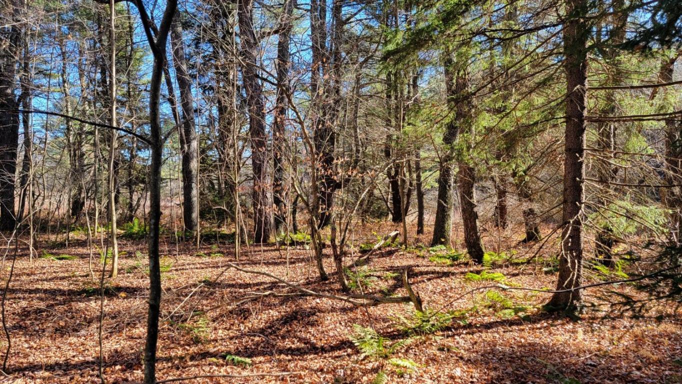 0 Tedle Brook Road Jefferson, NY 12093 - Photo 6 of 54