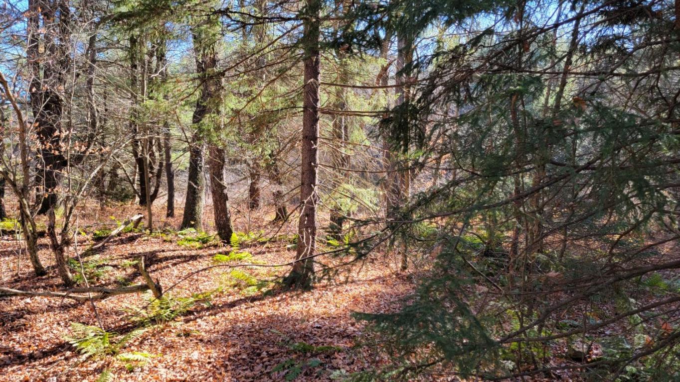 0 Tedle Brook Road Jefferson, NY 12093 - Photo 7 of 54